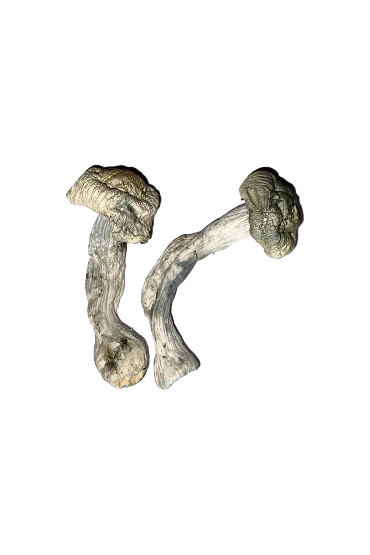 Fisher Magic Mushrooms