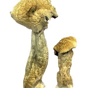 Leucistic Blue Magnolia Rust Magic Mushrooms