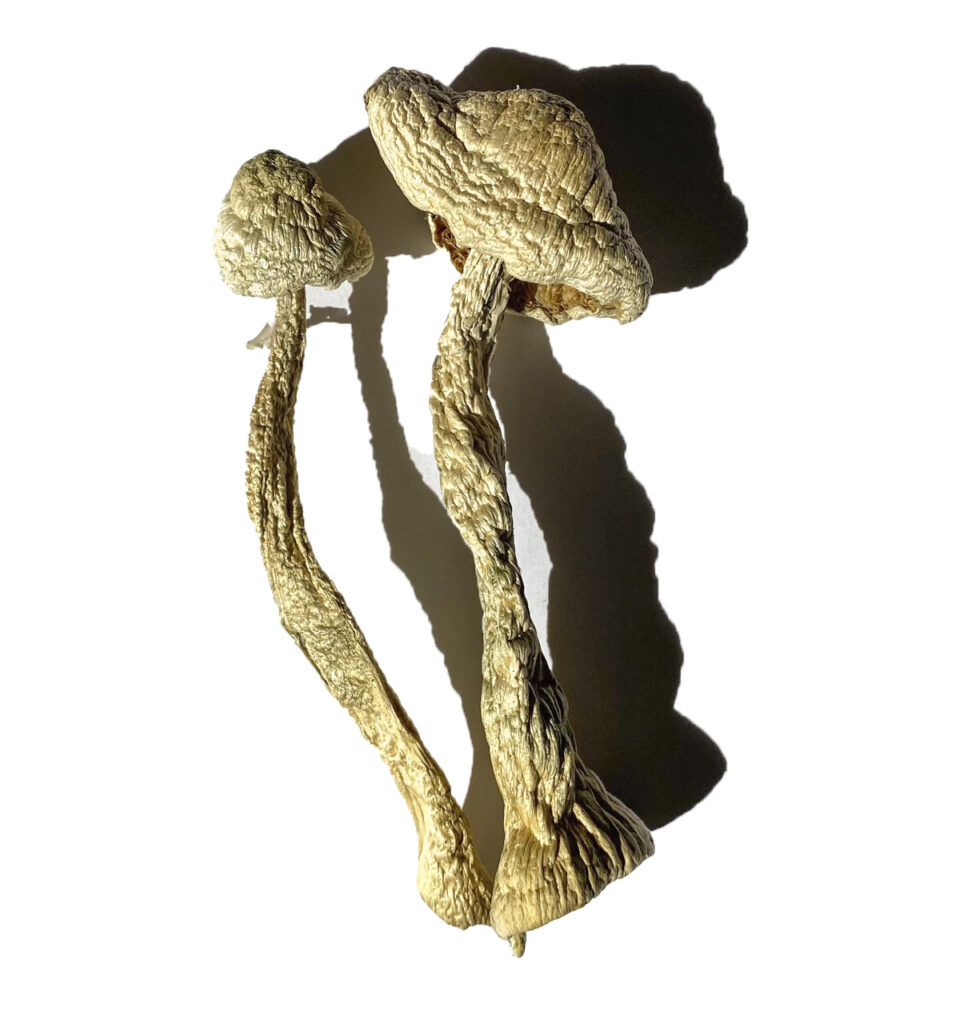 Moby Dick Magic Mushrooms