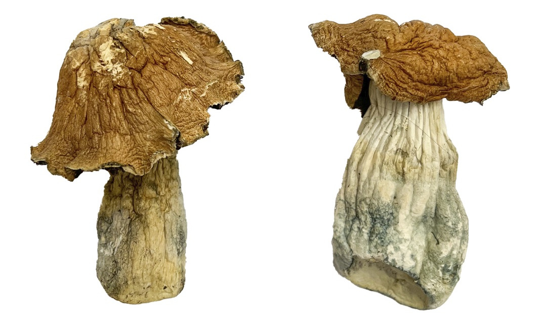 Monster Dream Magic Mushrooms
