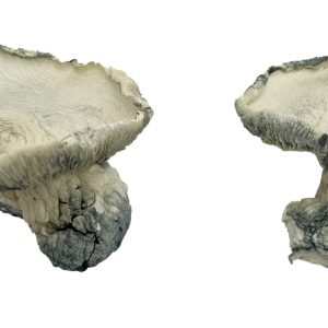 Pearly Gates Magic Mushrooms