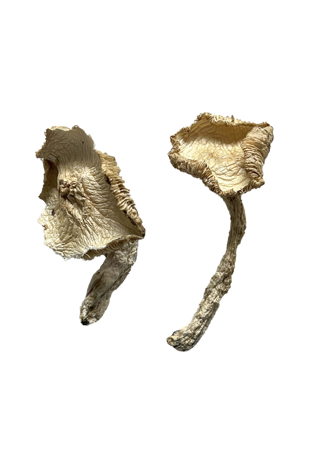 Stakz Magic Mushrooms
