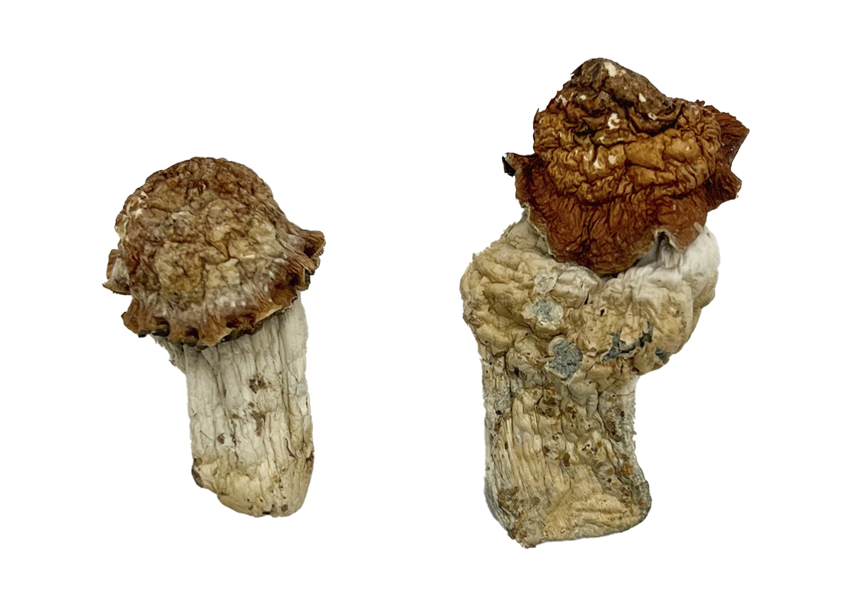 Tidal Wave Magic Mushrooms