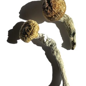 Vader Magic Mushrooms