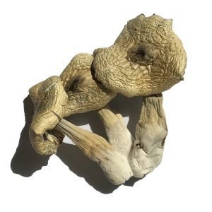 White Rabbit Magic Mushrooms