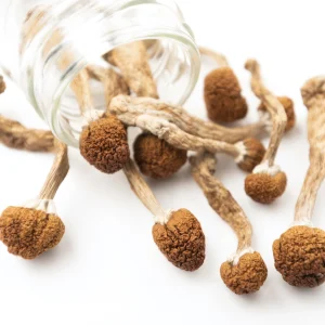 Penis Envy Mushrooms